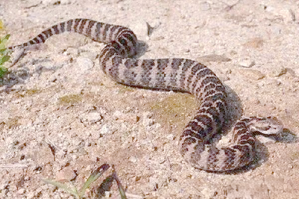 蝮蛇图片精选,探索我国毒蛇之"肇事者"的特征!