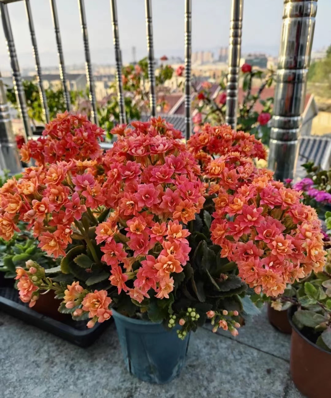 长寿花优秀品种介绍—秋容,"颜值"高,开花勤快,好养易打理