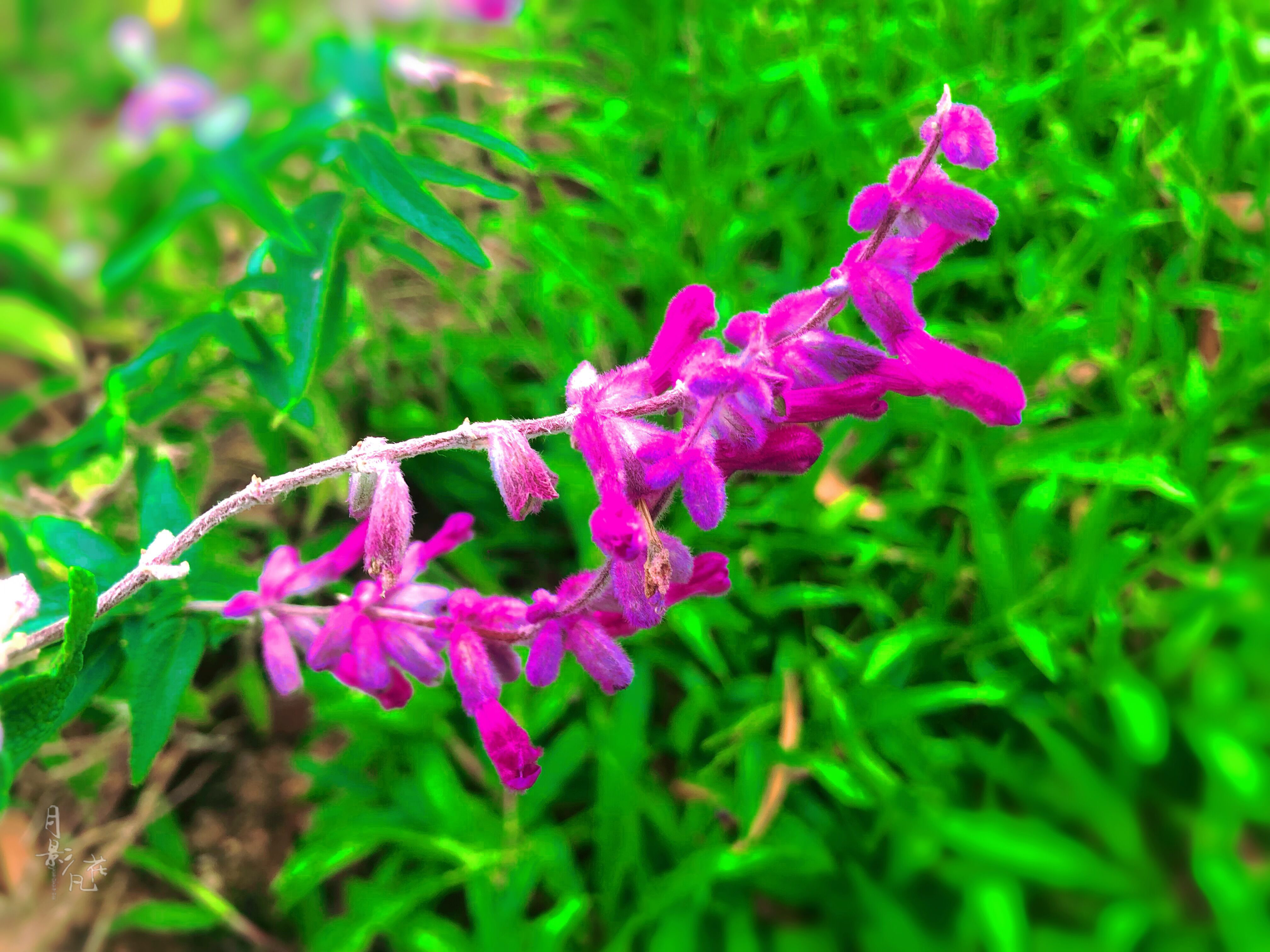 迷幻紫绒,墨西哥鼠尾草