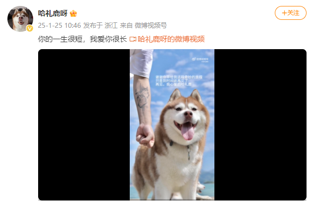 网红哈士奇"哈礼鹿"去世,主人:等我忙完这一生再去找它相遇