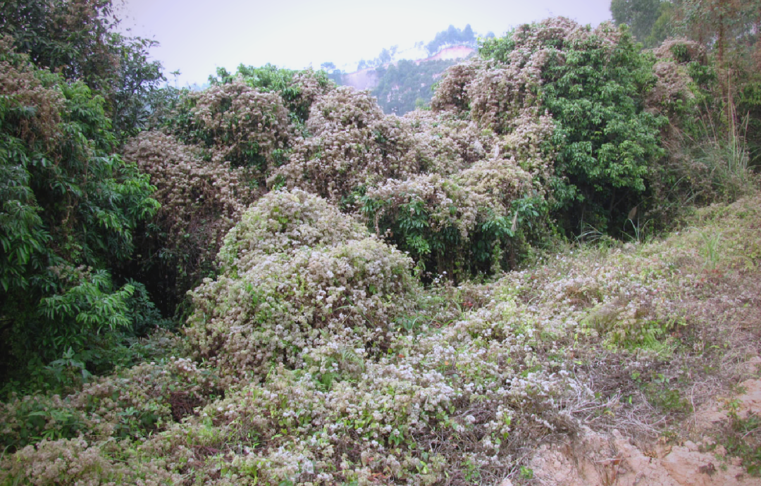 警惕薇甘菊:一种危害严重的外来入侵植物