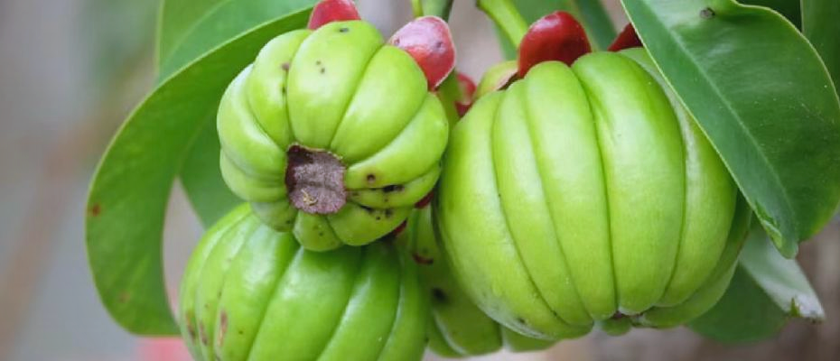 藤黄果:营养丰富的热带果实之选