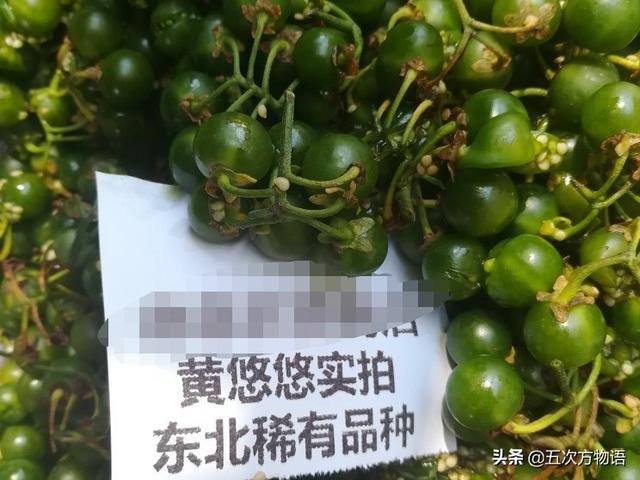 东北的"黄天天(黄悠悠"到底是什么植物?