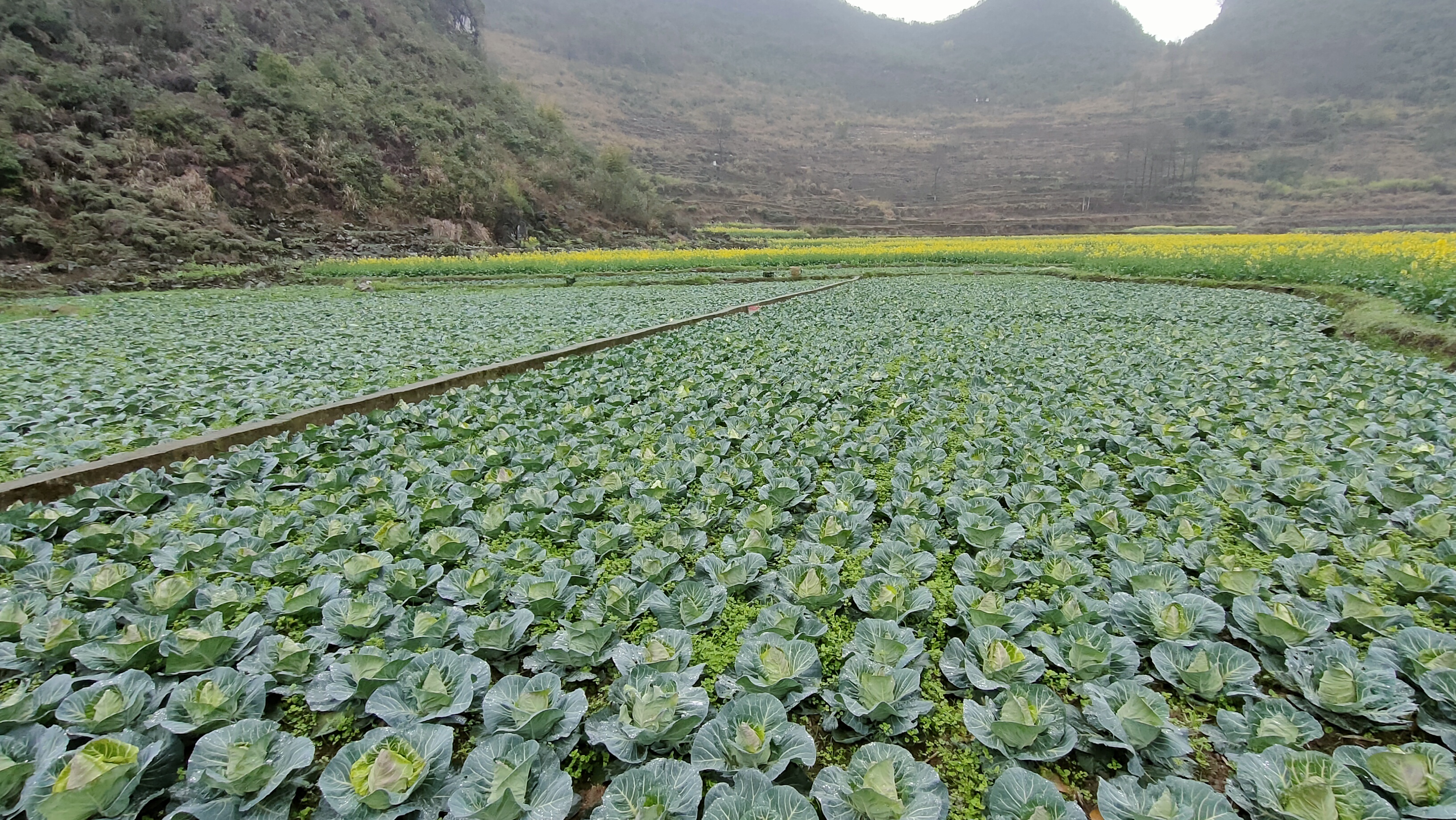 惠水縣蘆山鎮:蔬菜地裡採收忙 產業致富有奔頭