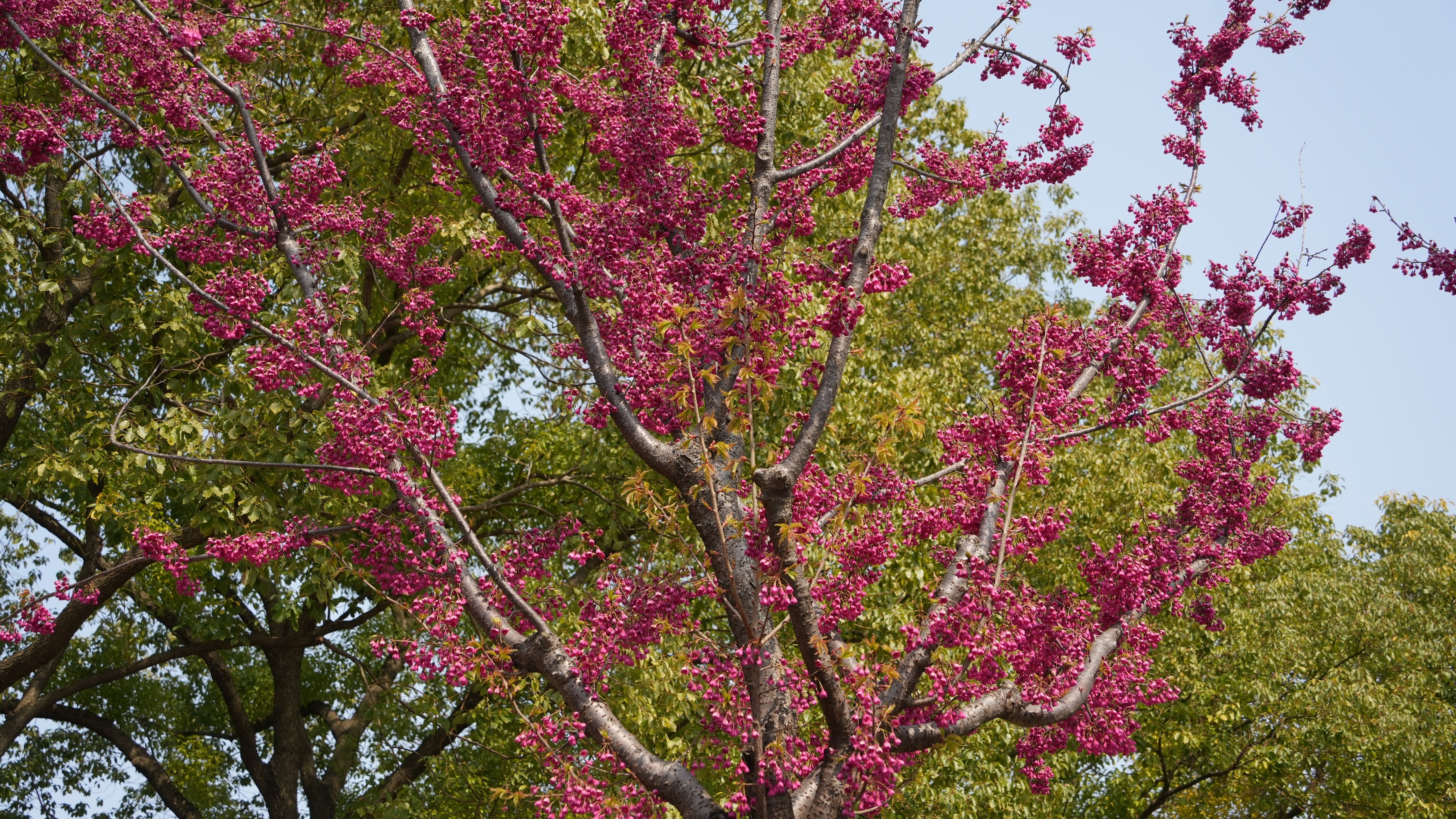 在静安欣赏山林美景:中兴公园福建山樱花盛开