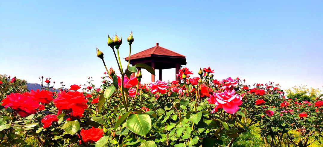 畅游花的海洋共赴瑞金红都幸福花海