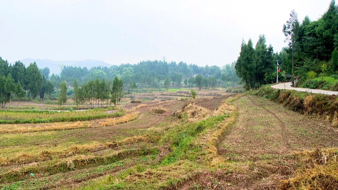 「学习贯彻党的二十大精神」渠县巨光乡:田间地头论高低 比学赶超当
