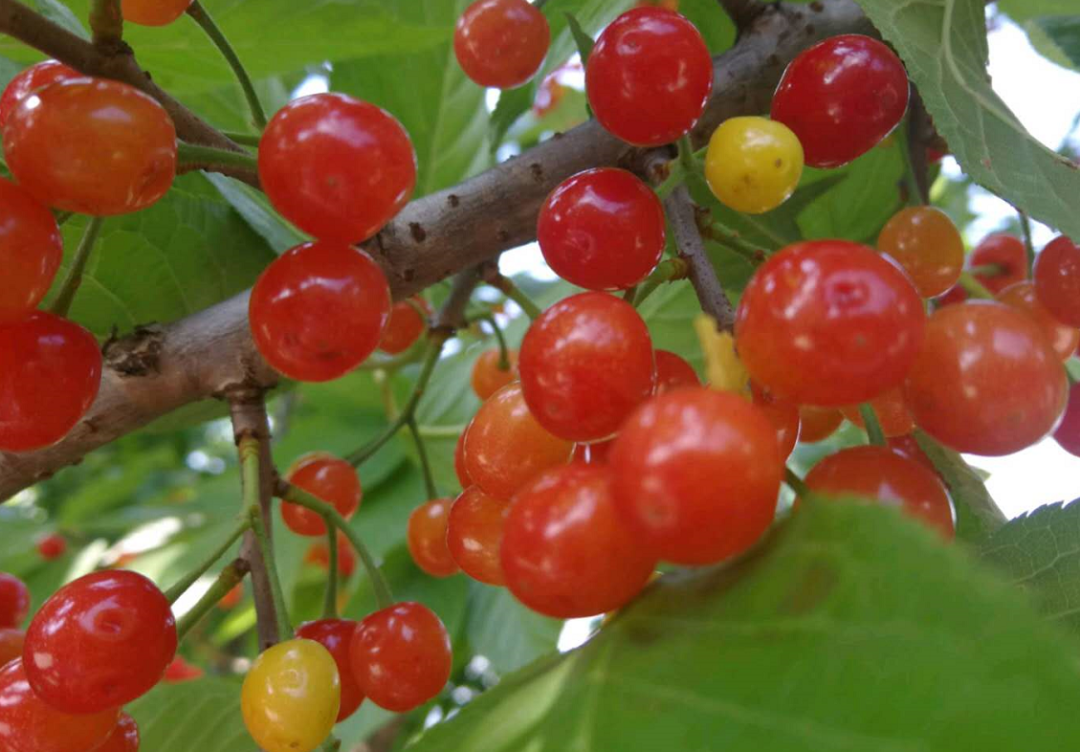 乡游黔中 · 六枝特区 落别村丨樱桃红了,馋时已到,采摘尝果正当时!