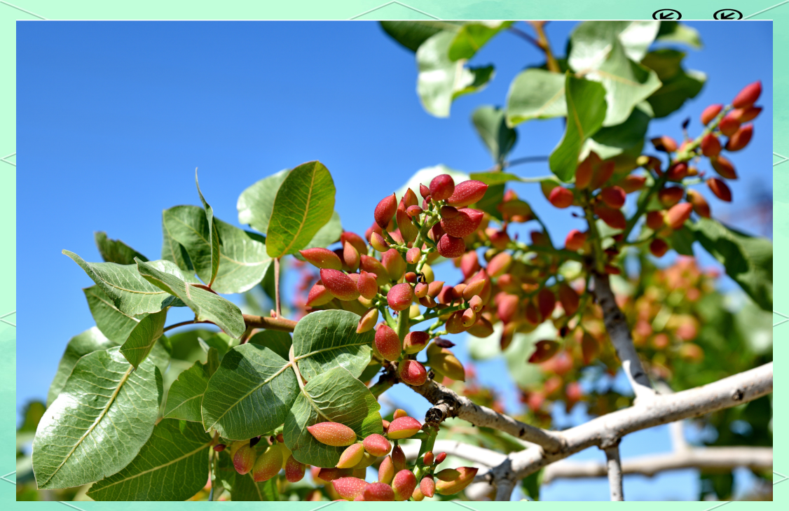 开心果的丰富内涵与多彩魅力