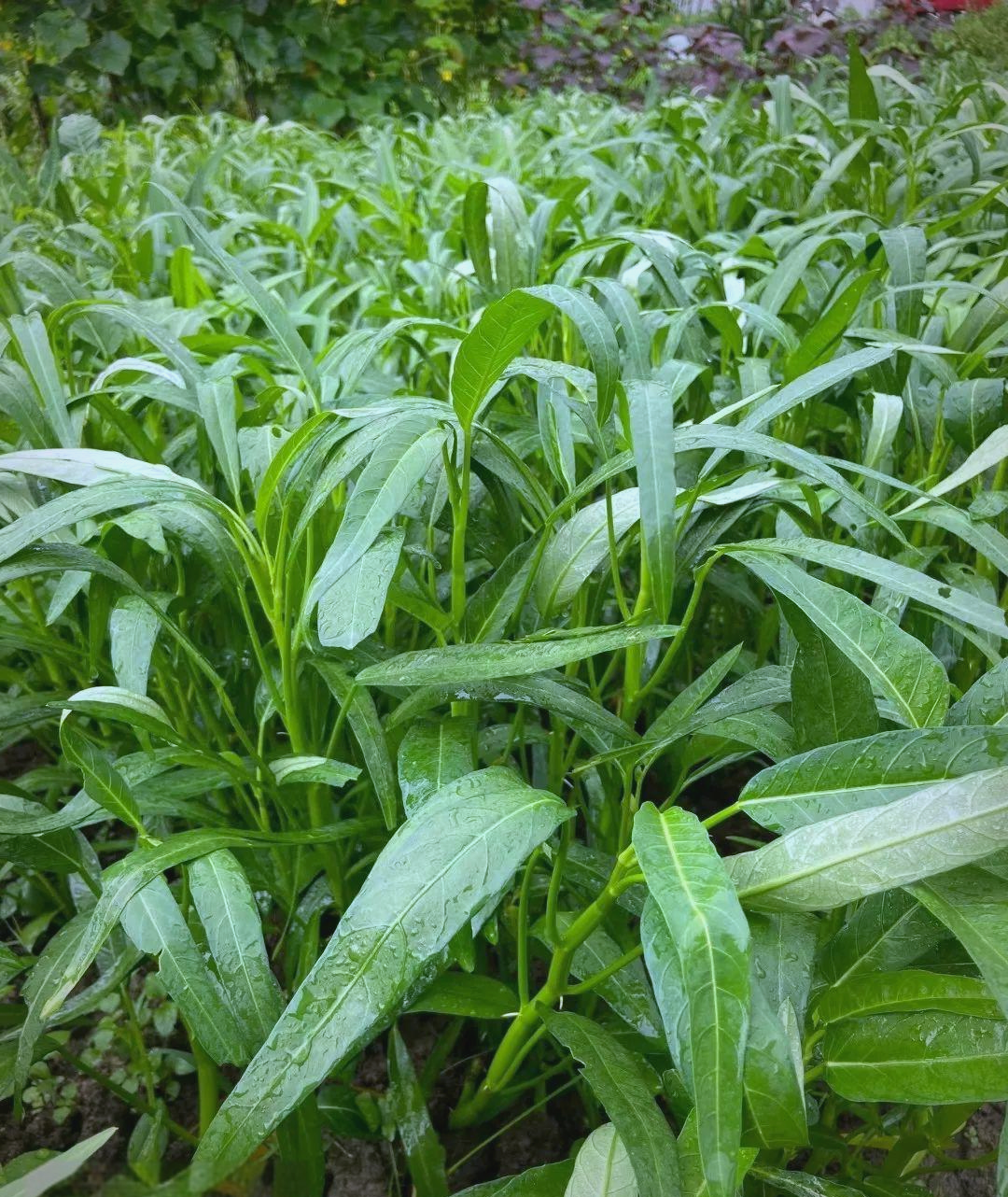空心菜:唤醒味蕾的绿色美食