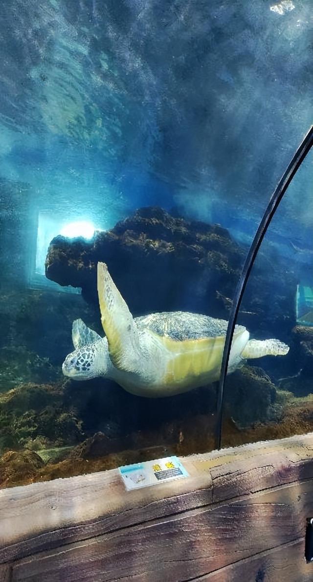 义乌微改造·精提升|小改造有大功效,海洋世界换新貌