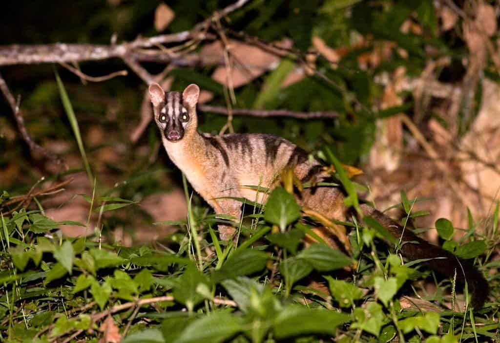 碰不得-第4期-缟灵猫:我真的不是猫,25年前国内仅有300只