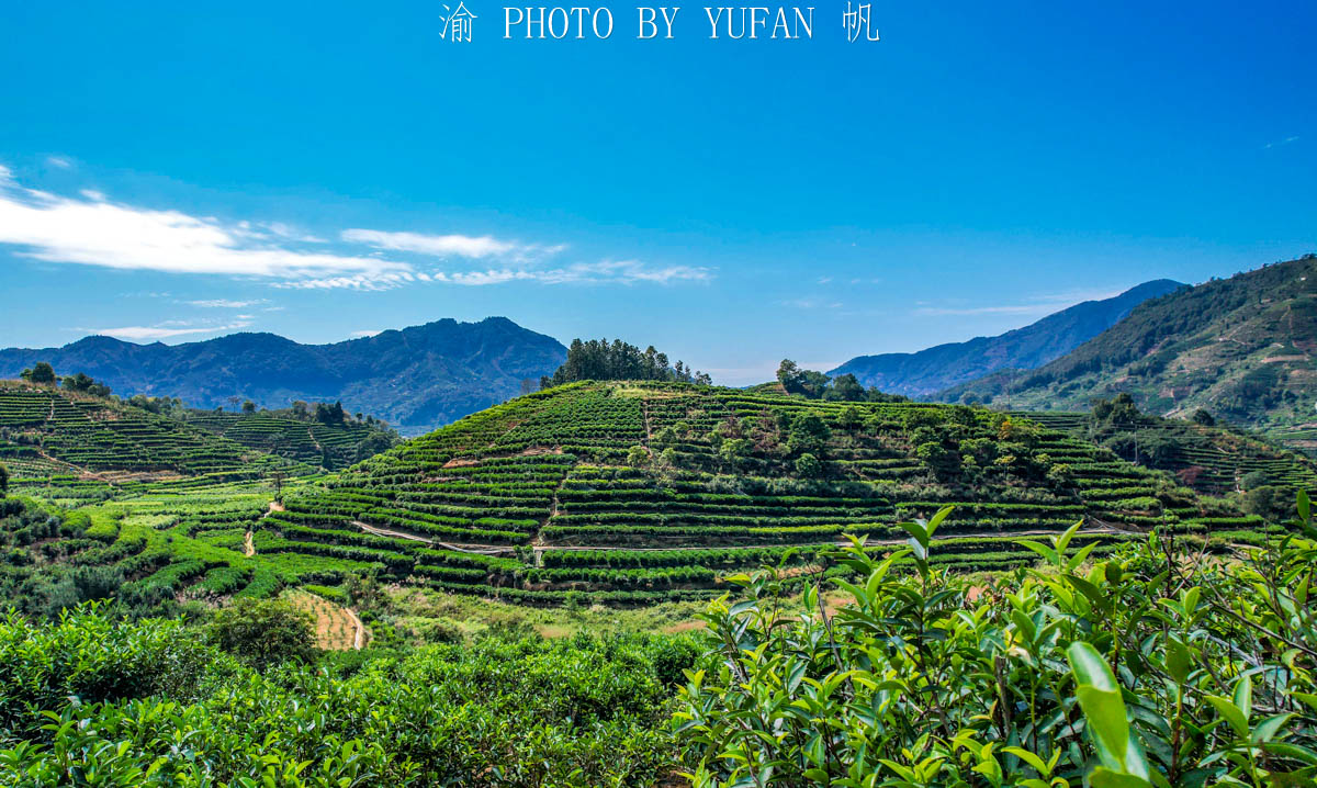 潮州鳳凰山,滿山都是單樅茶,家家都是千萬富翁