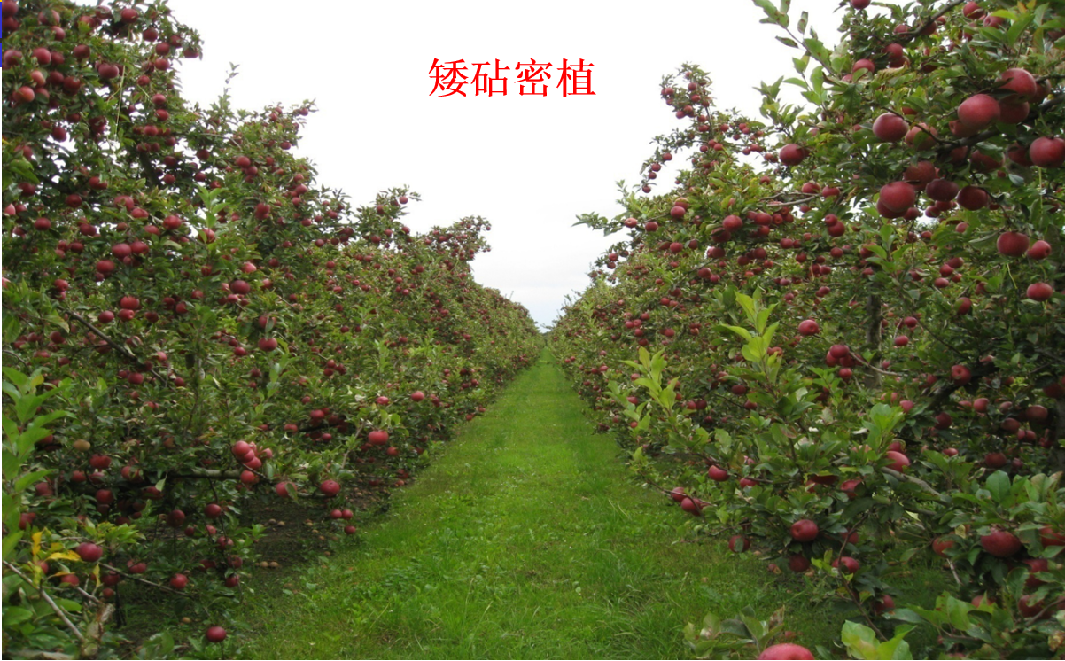 "滨海盐碱地苹果矮砧密植栽培技术研究与推广"项目顺利通过验收