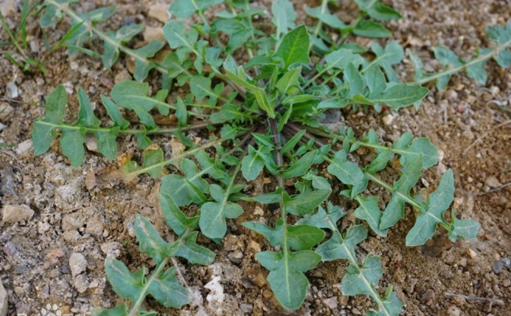 「野草志」认菜荠荠(假冒荠菜的野草大全)