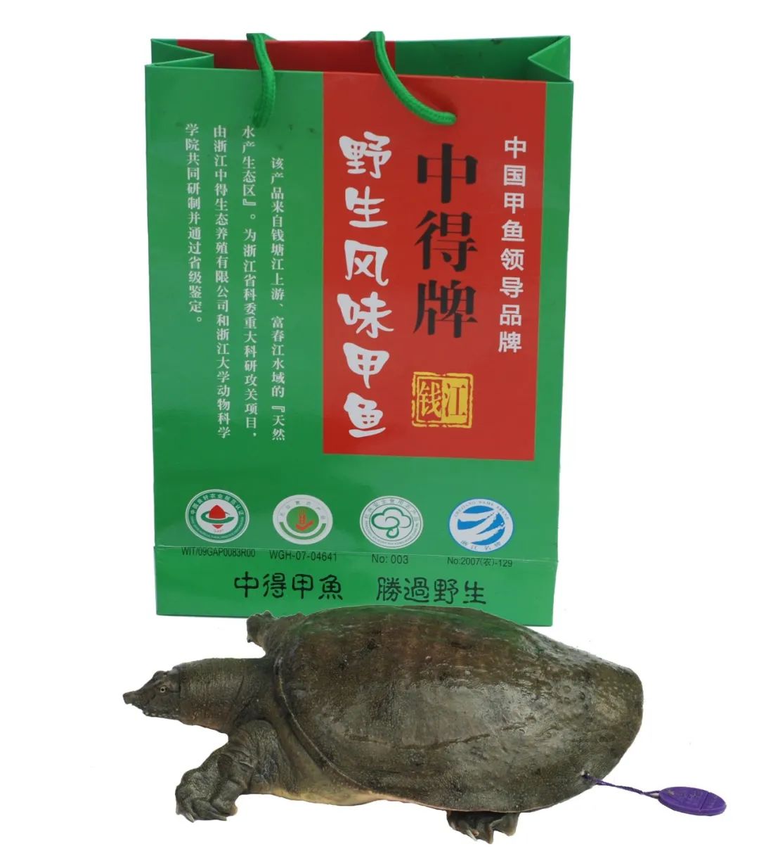 桃花盛开吃甲鱼最好的季节来了老饕们有一个秘密