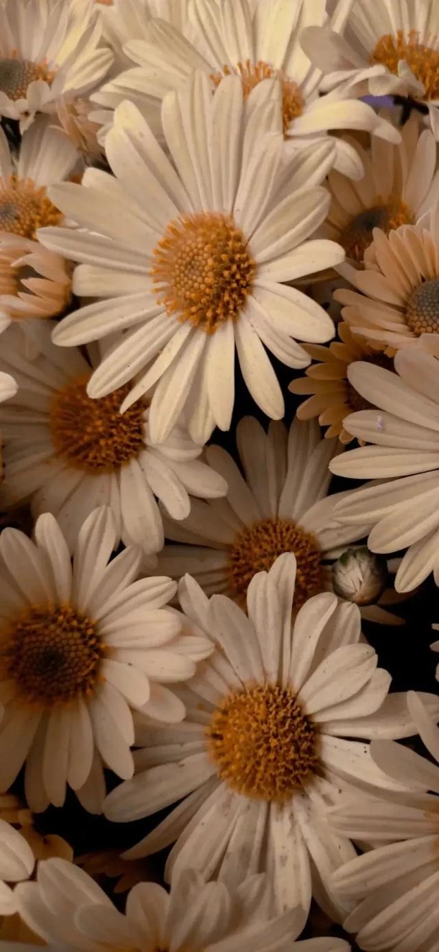 小清新,唯美,治愈系小雏菊手机壁纸,分享给你,希望你能喜欢