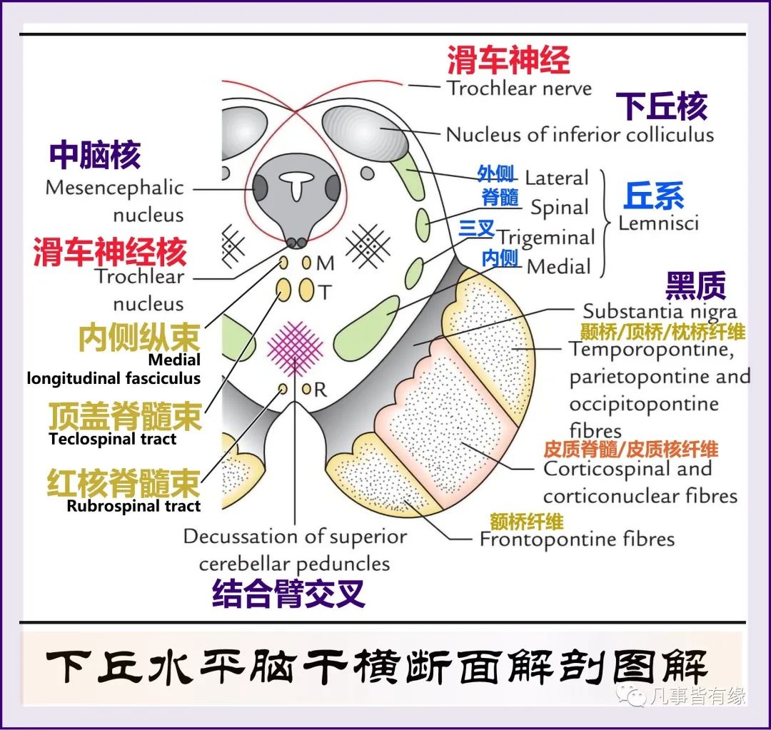 神经功能解剖——四叠体