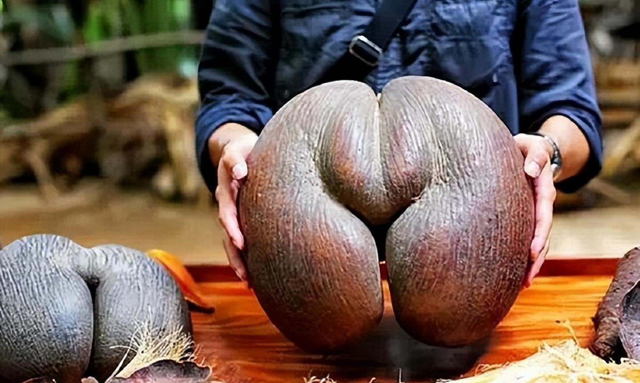 女人看见面红耳赤,男人看见浮想联翩的"双臀椰子",为什么非洲海椰子长