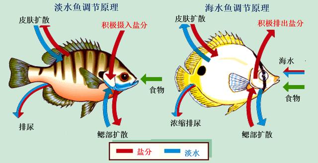 鱼鳃卡通图片