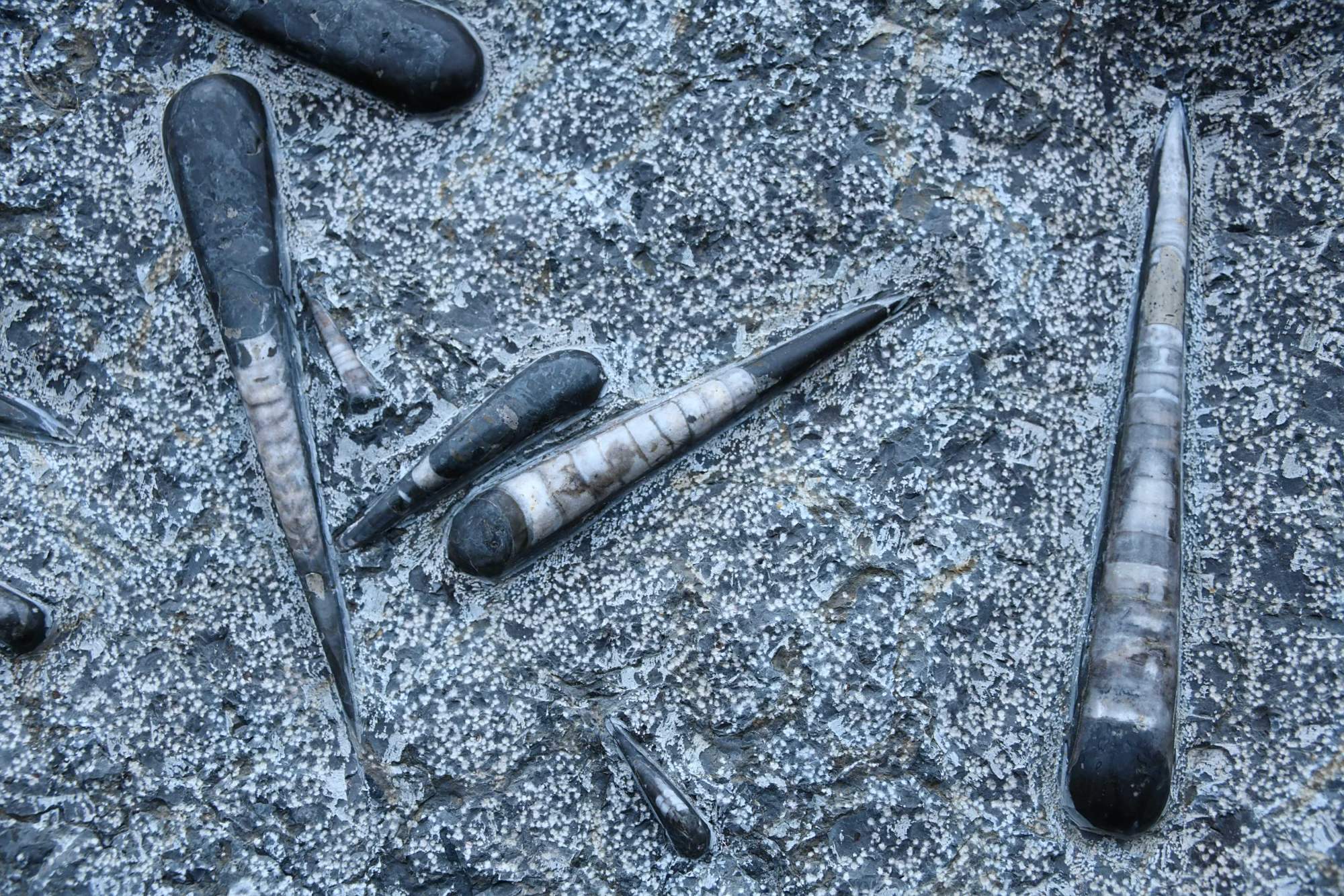 3000多只4亿年前软体动物化石"震旦角石"惊现湖北恩施