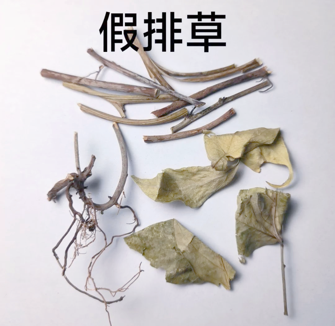 多款具有消炎及特殊气味的药用植物介绍