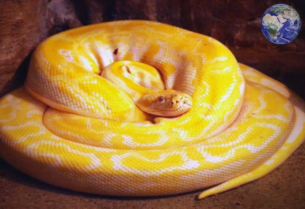 黄金蟒:从珍稀变异到泛滥成灾的宠物选择