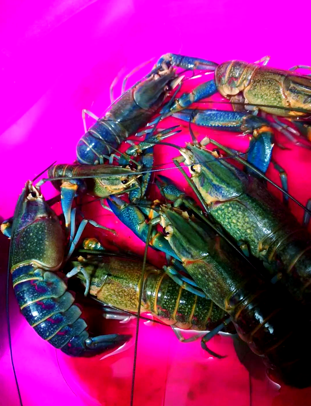 澳洲小青龙,学名红螯螯虾或澳洲淡水龙虾,其成体体长介于12至17厘米