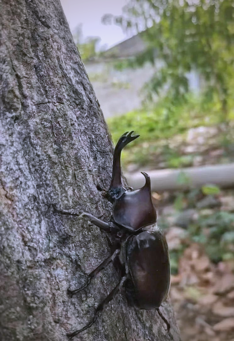 独角仙,学名双叉犀金龟,属于鞘翅目金龟科,是一种深受昆虫爱好者喜爱