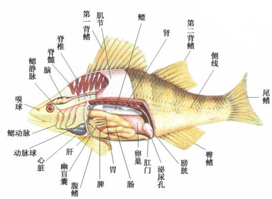 鱼的骨骼结构示意图图片