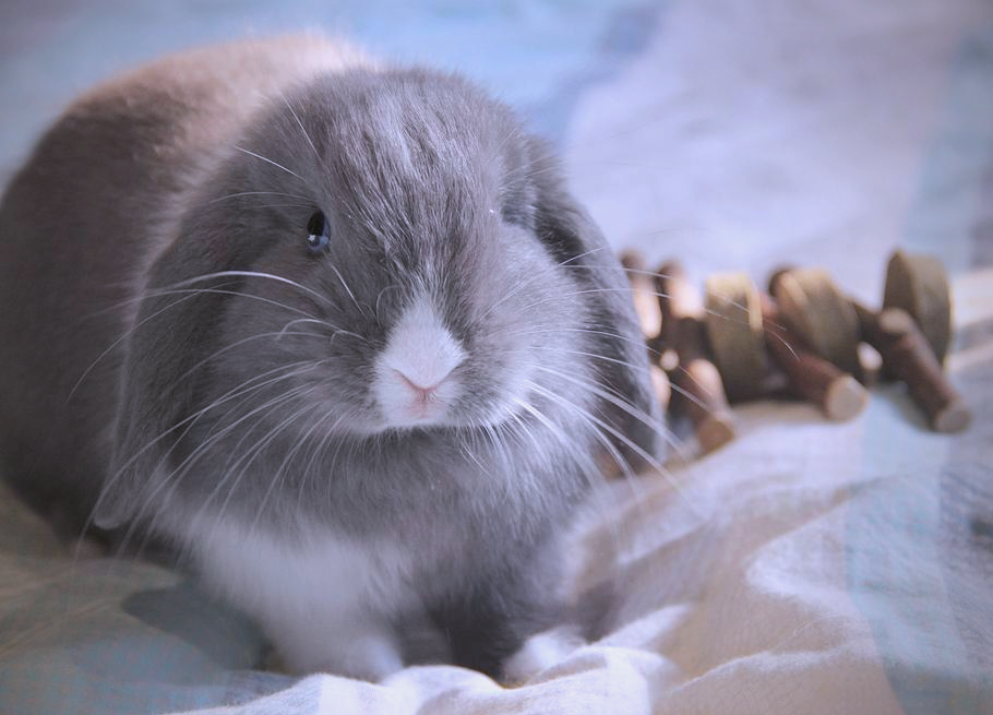 垂耳兔:一种受欢迎的宠物兔品种