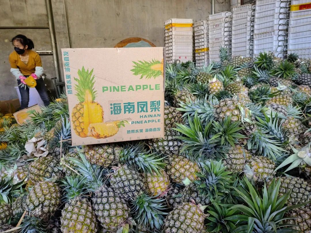 头茬精品果酸甜多汁海南金钻凤梨鲜美实惠