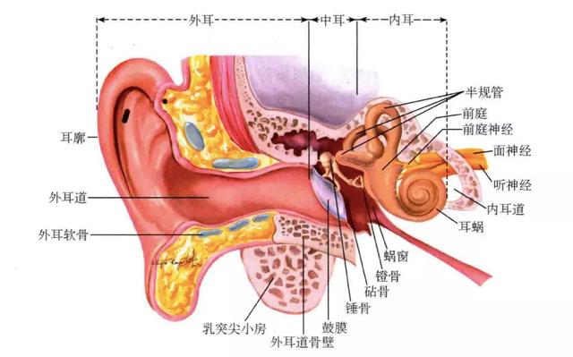 鼻屎是怎么形成的图片