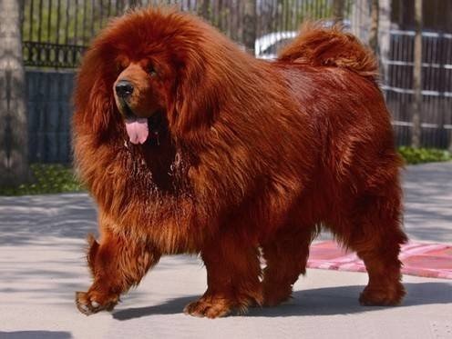 亚洲战斗力最强的3种猛犬,在你心中哪种是东方猛犬之王!