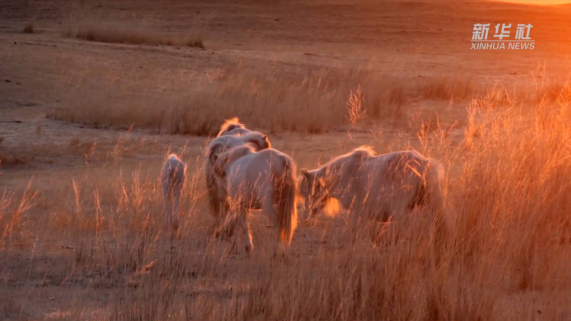 美如壁纸 来看"中国白马之乡"的白色蒙古马