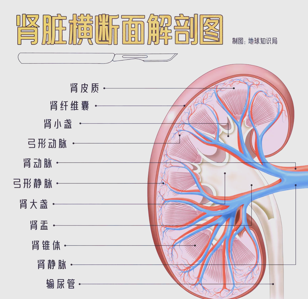 肾脏移植:众多等待者的希望与挑战