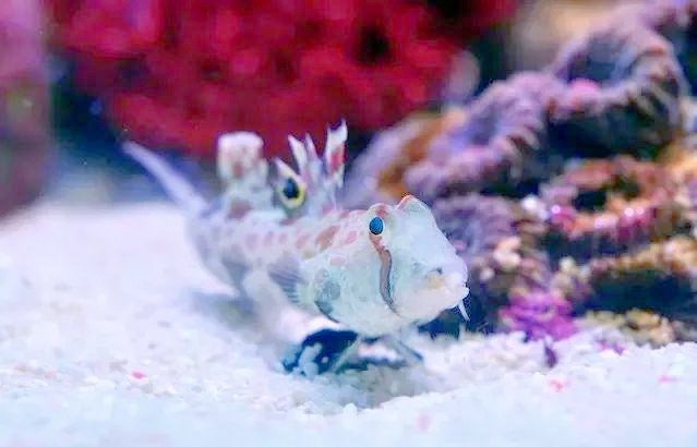 翻沙虾虎种类介绍_海缸翻沙虾虎_白点病虾虎鱼