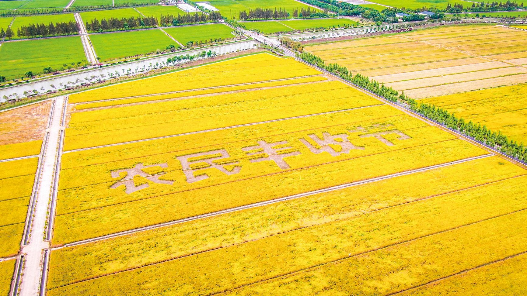 小昆山万亩良田图片