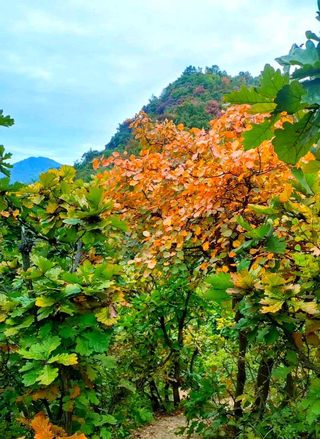 亲子徒步赏秋,探索五道梁的秋日美景