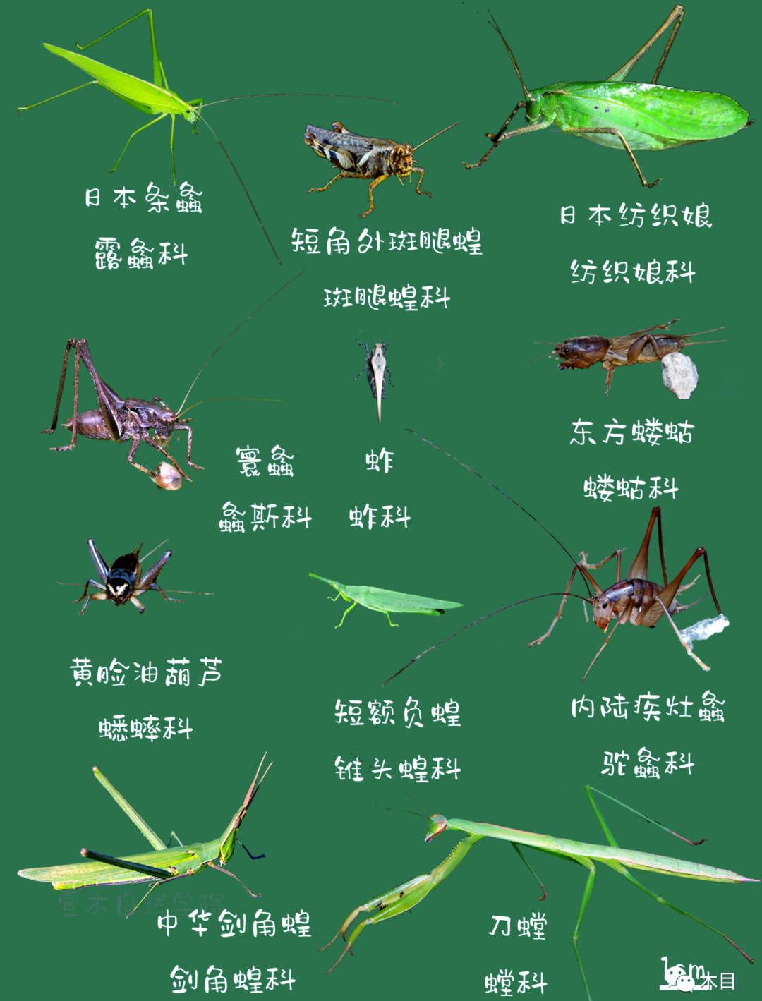 众多高颜值昆虫,你探索过几类?夏虫系列图鉴