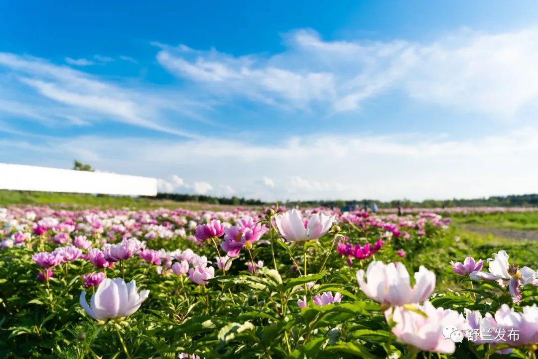 舒兰的这片花海分分钟美爆你的朋友圈