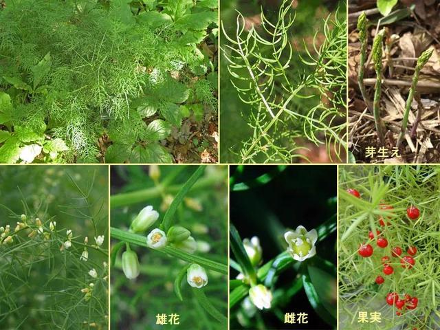 各种山野菜图片及名字图片