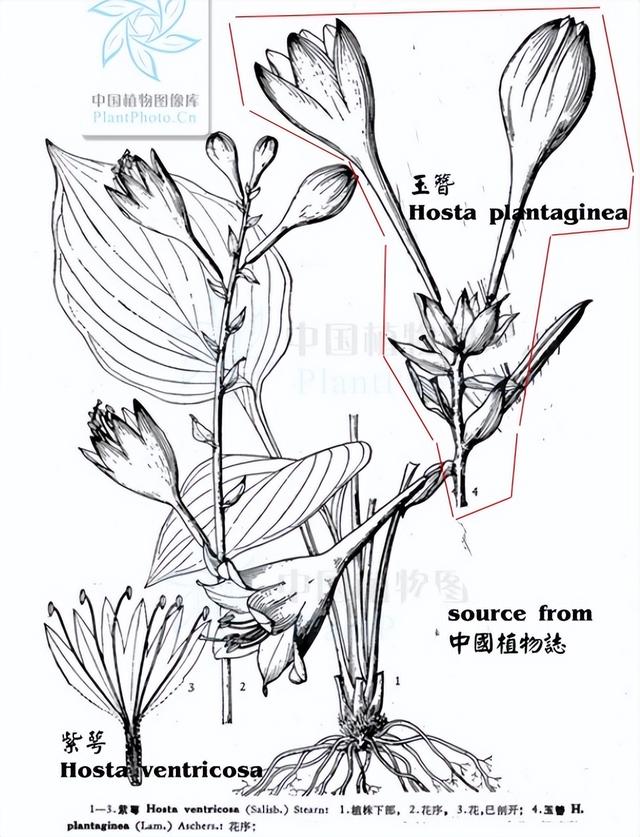 《神農識藥》清熱解毒藥之玉簪花