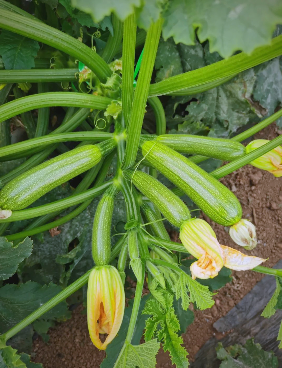 优质小瓜品种推荐,助您实现高收益种植!