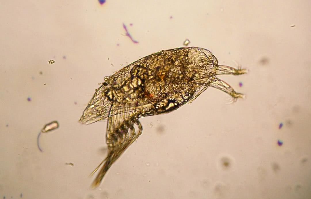 鹅粪能杀蛇,是否有科学道理,为什么蛇会怕大鹅?