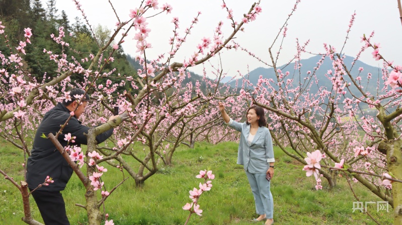 「发现春之美」春日踏青赏桃花