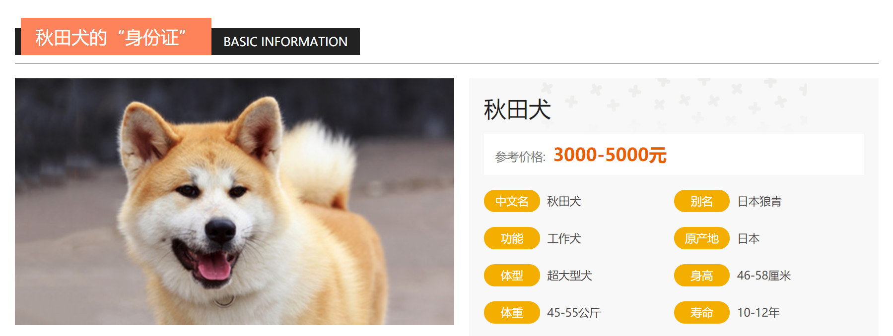 秋田犬的介绍大全!