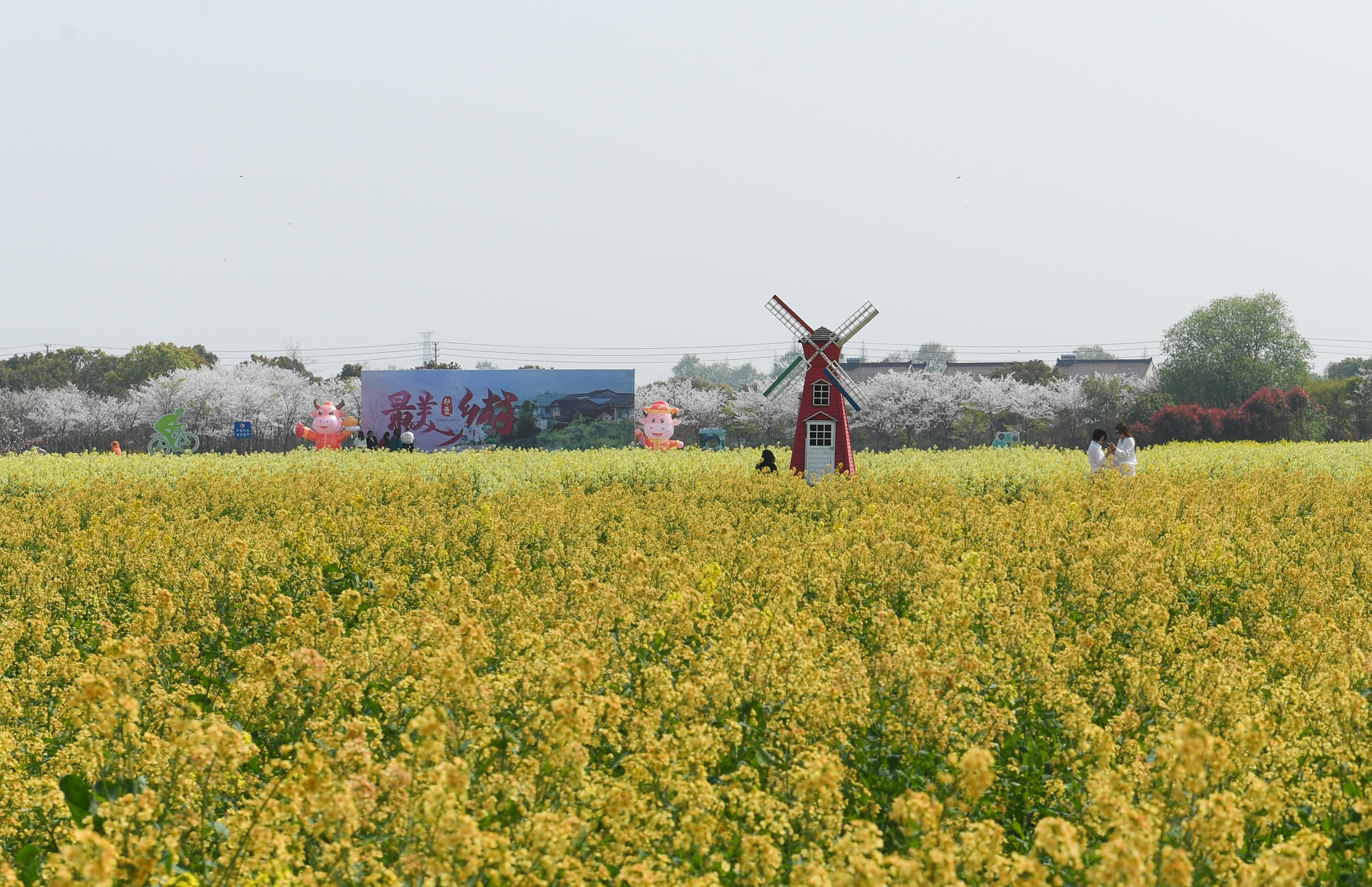 临安指南村油菜花图片