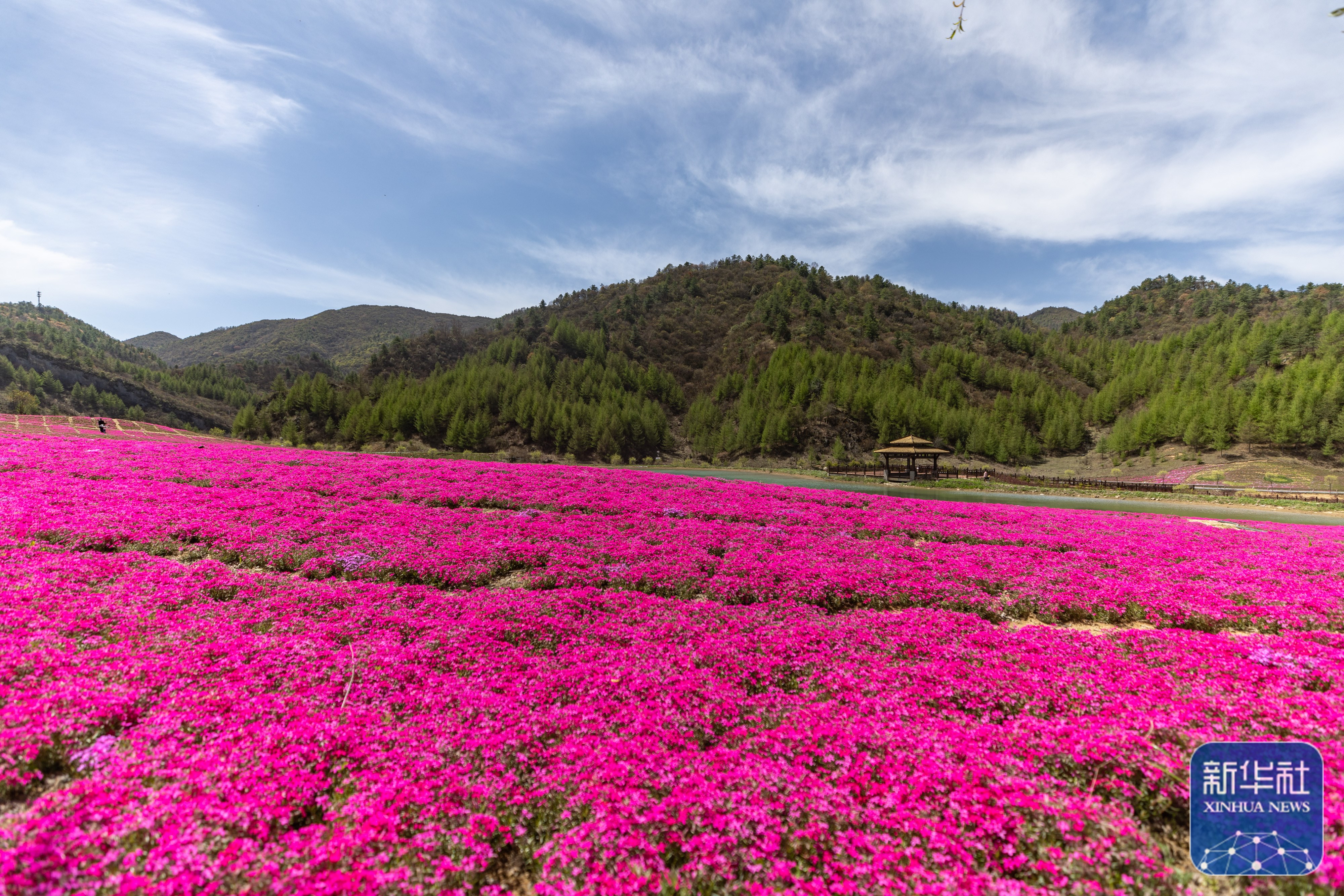 电教片山花烂漫图片