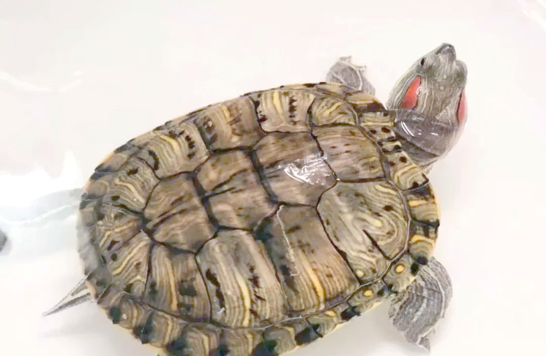 红耳巴西龟的离水生存能力及养宠建议